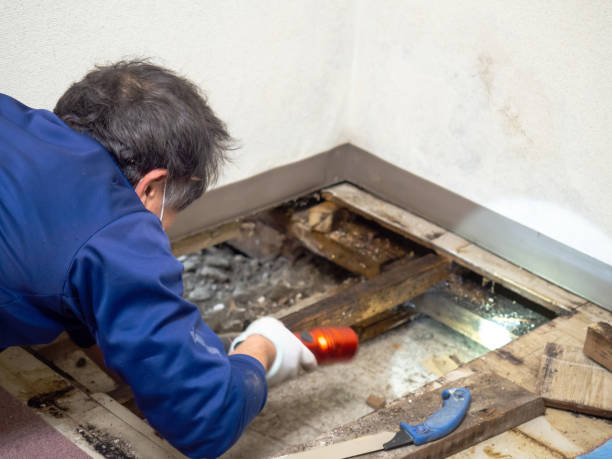 Best Emergency Mold Removal  in Hickory Creek, TX