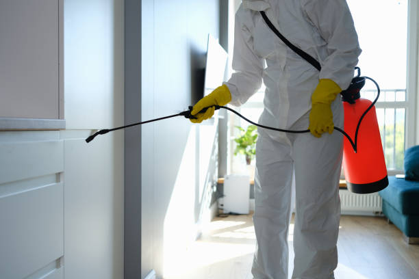 Best Attic Mold Removal  in Hickory Creek, TX