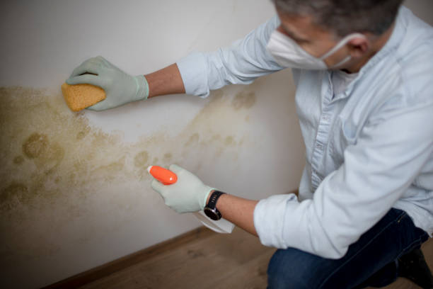 Best Certified Mold Removal  in Hickory Creek, TX