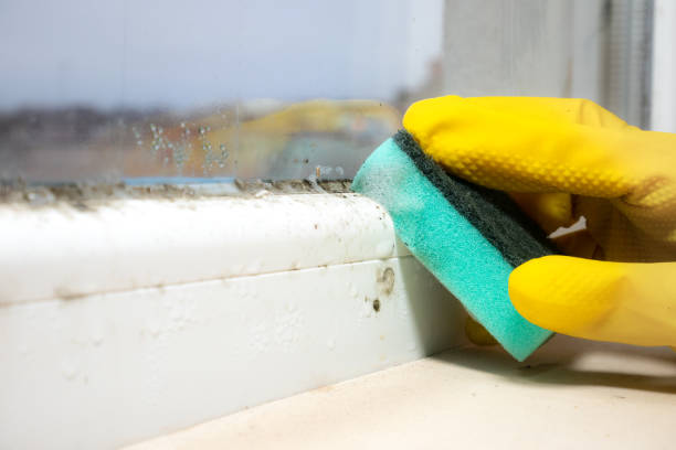 Best Toxic Mold Removal  in Hickory Creek, TX