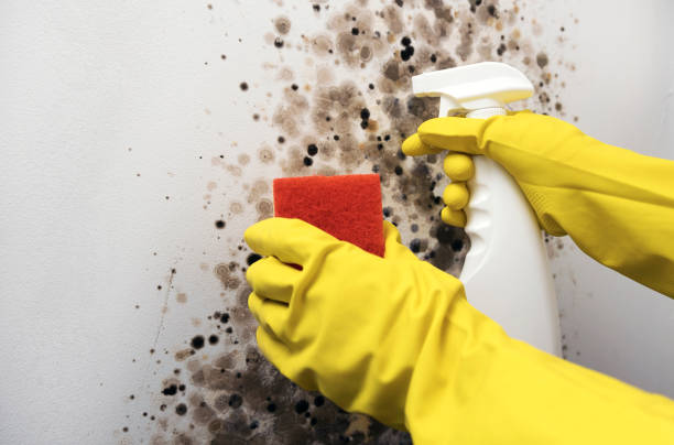 Best Emergency Mold Removal  in Hickory Creek, TX