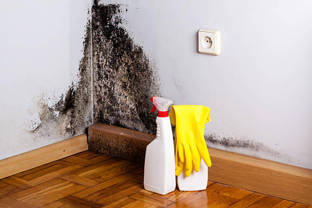 Best Crawl Space Mold Removal  in Hickory Creek, TX